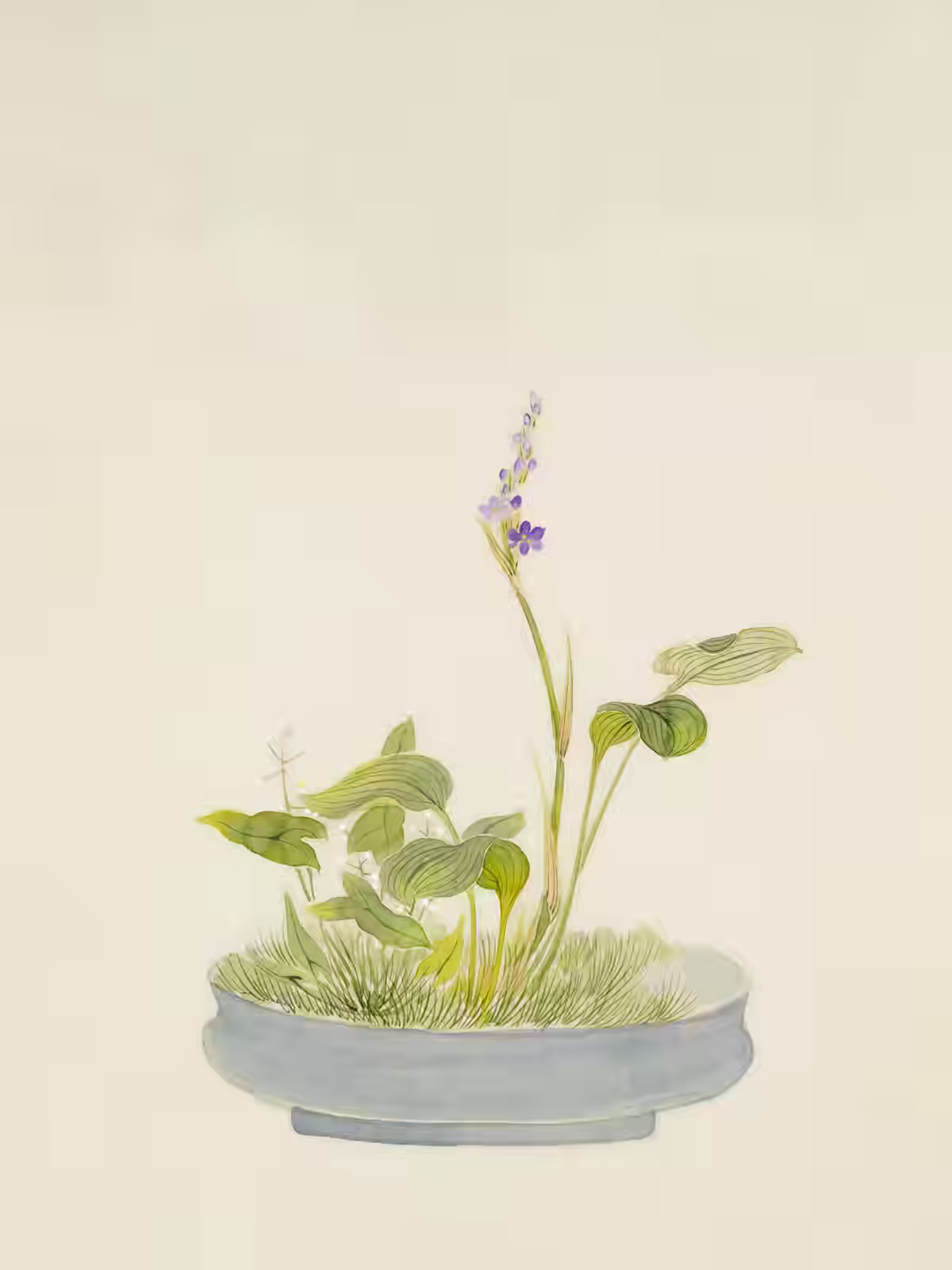 Scientific botanical illustration